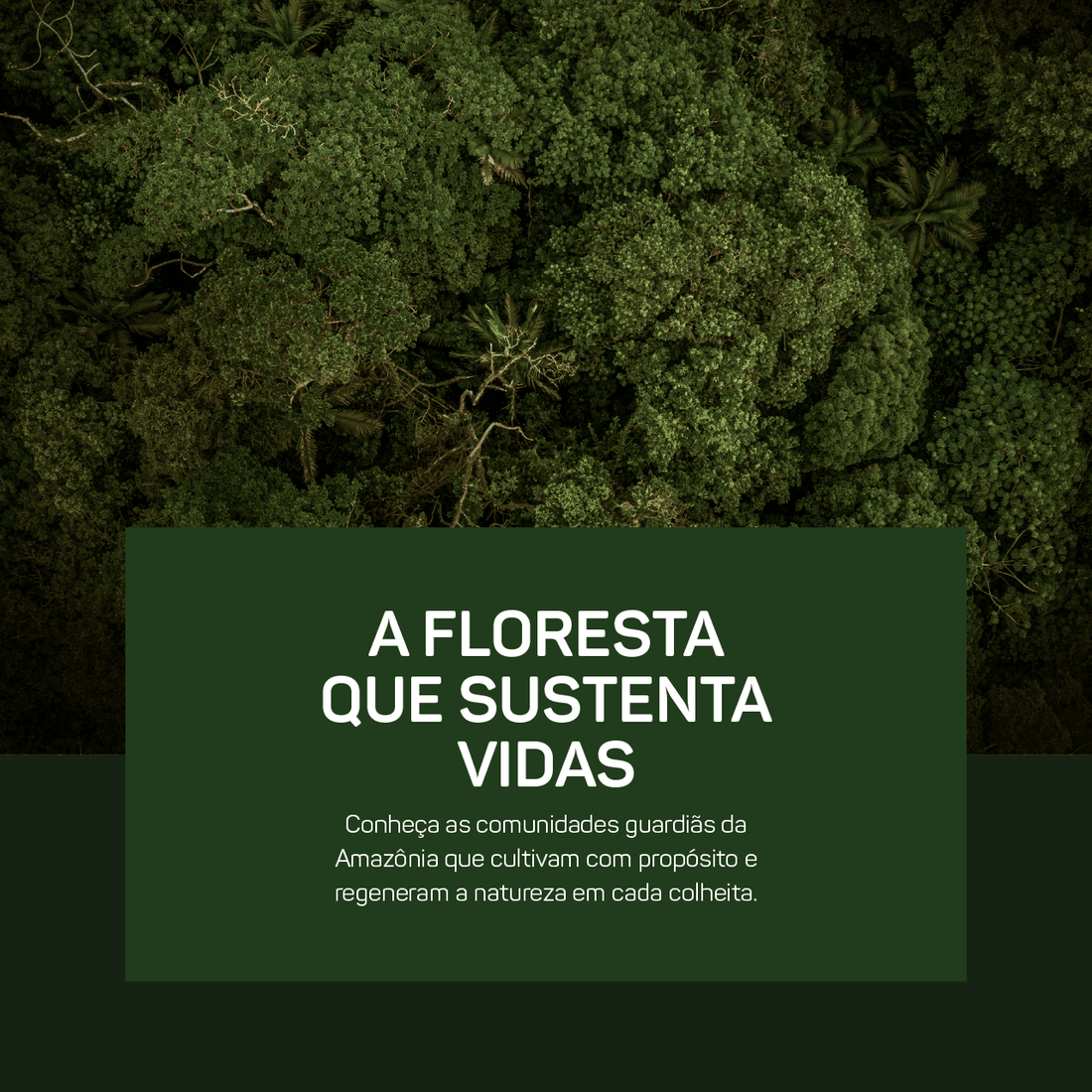 A Amazônia em Pé: As Comunidades que Cultivam os Superalimentos MAD4Life