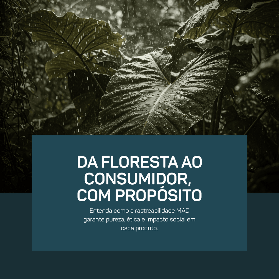 Forest to Consumer: Por Que a Rastreabilidade é o Novo Orgânico