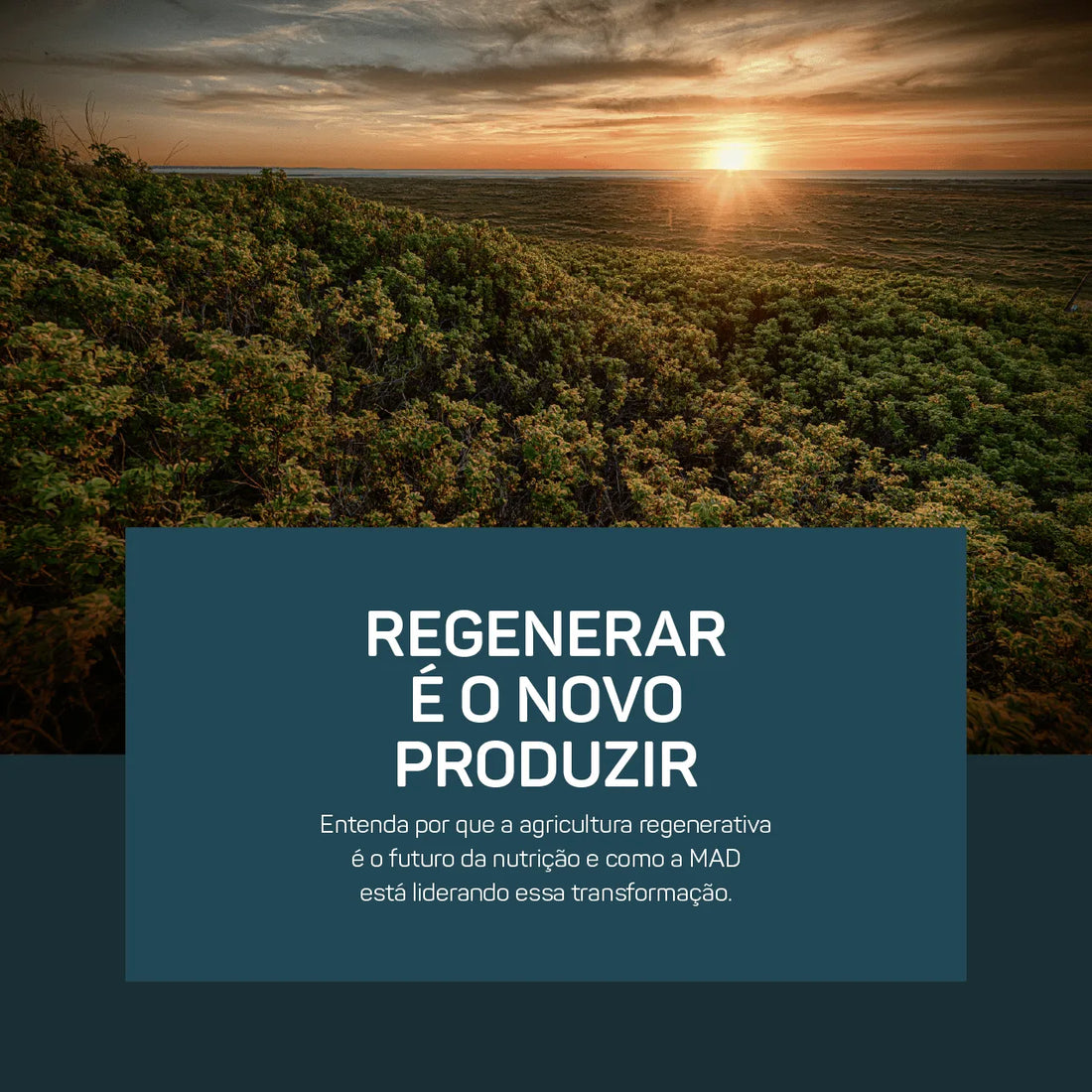 Agricultura Regenerativa: O Futuro dos Superalimentos e da Nutrição Consciente