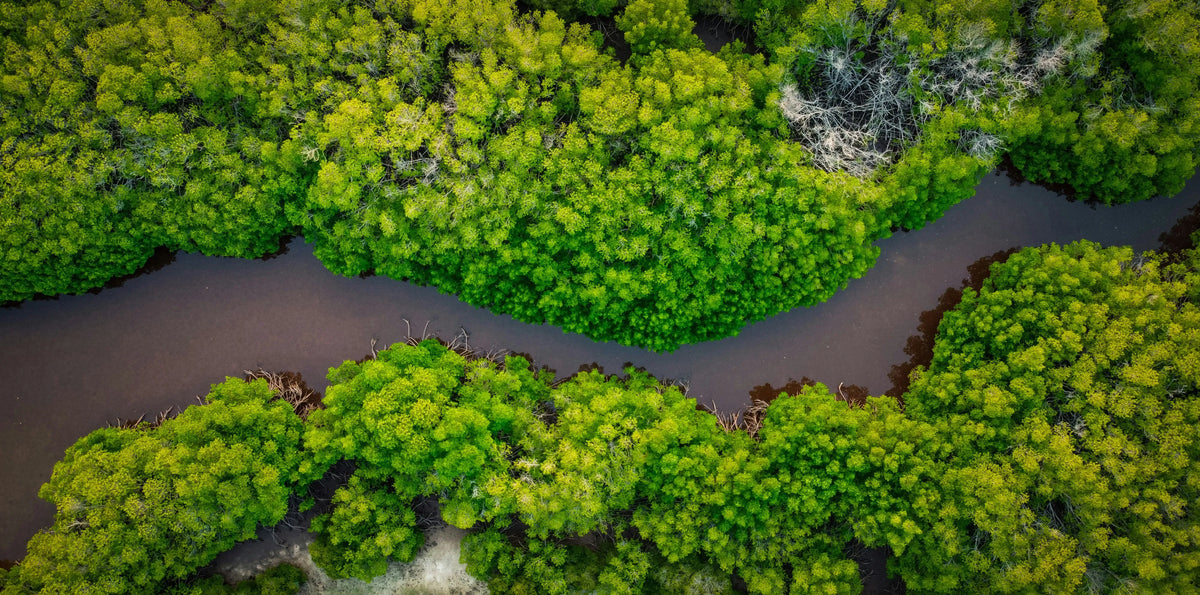 amazonia horizontal
