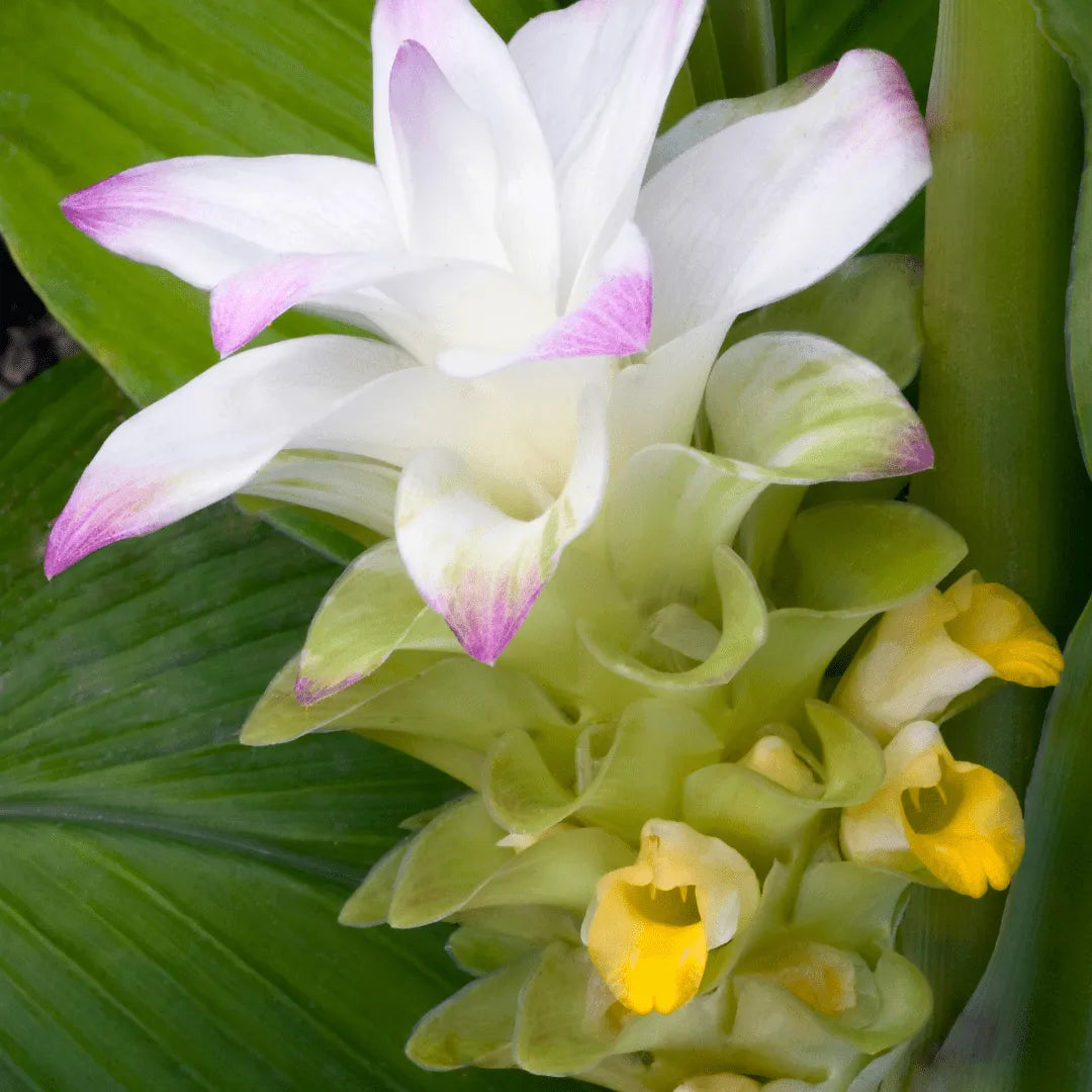 flor curcuma selvagem da amazonia mad