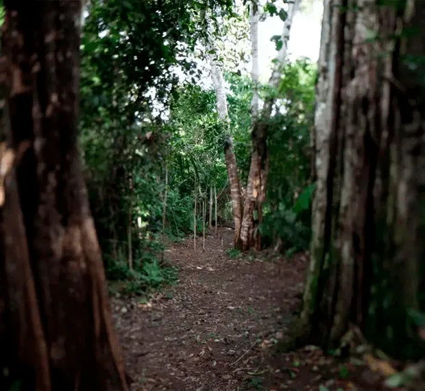 floresta 1