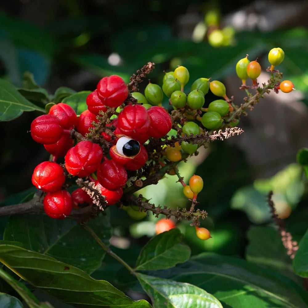 guarana