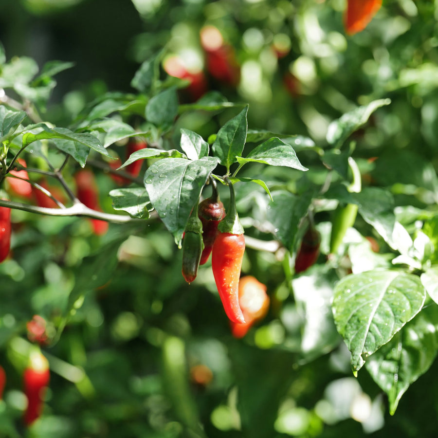 Cultivo agroecológico