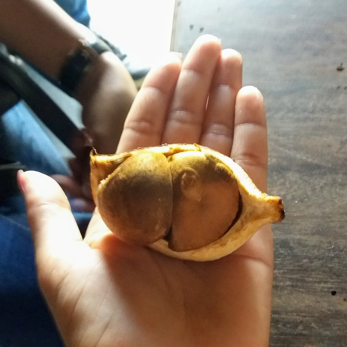 Mão segurando uma semente de andiroba aberta