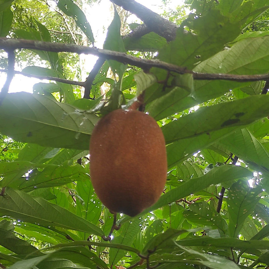 O fruto