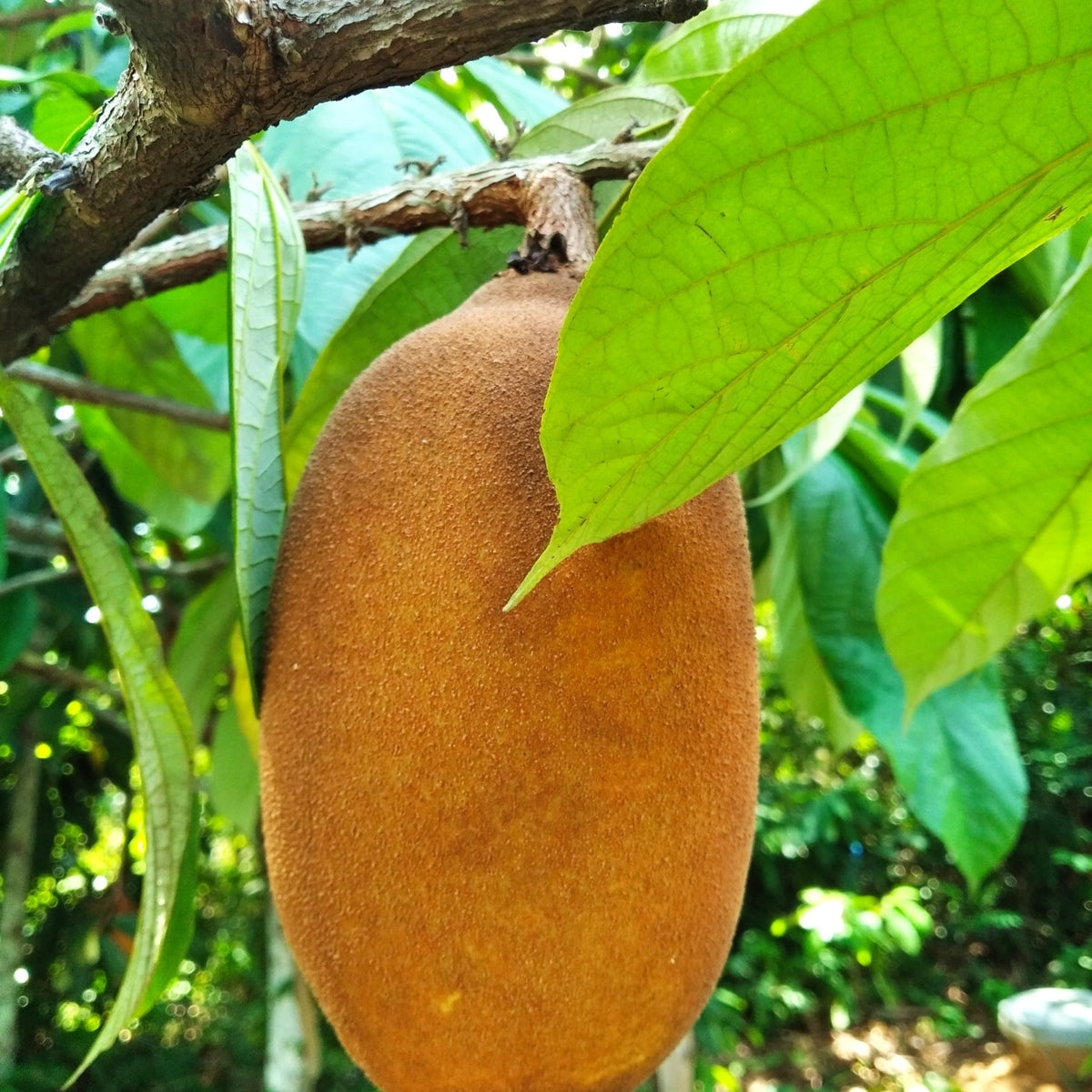 Fruto de cupuaçu no pé, entre folhas