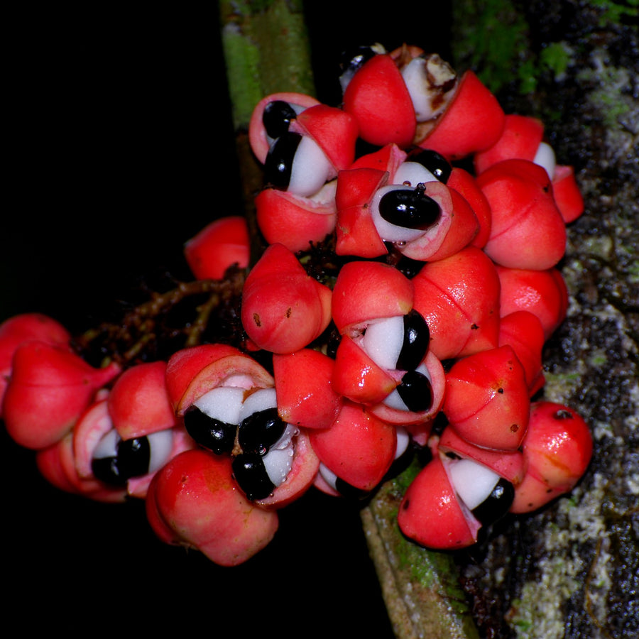 O fruto