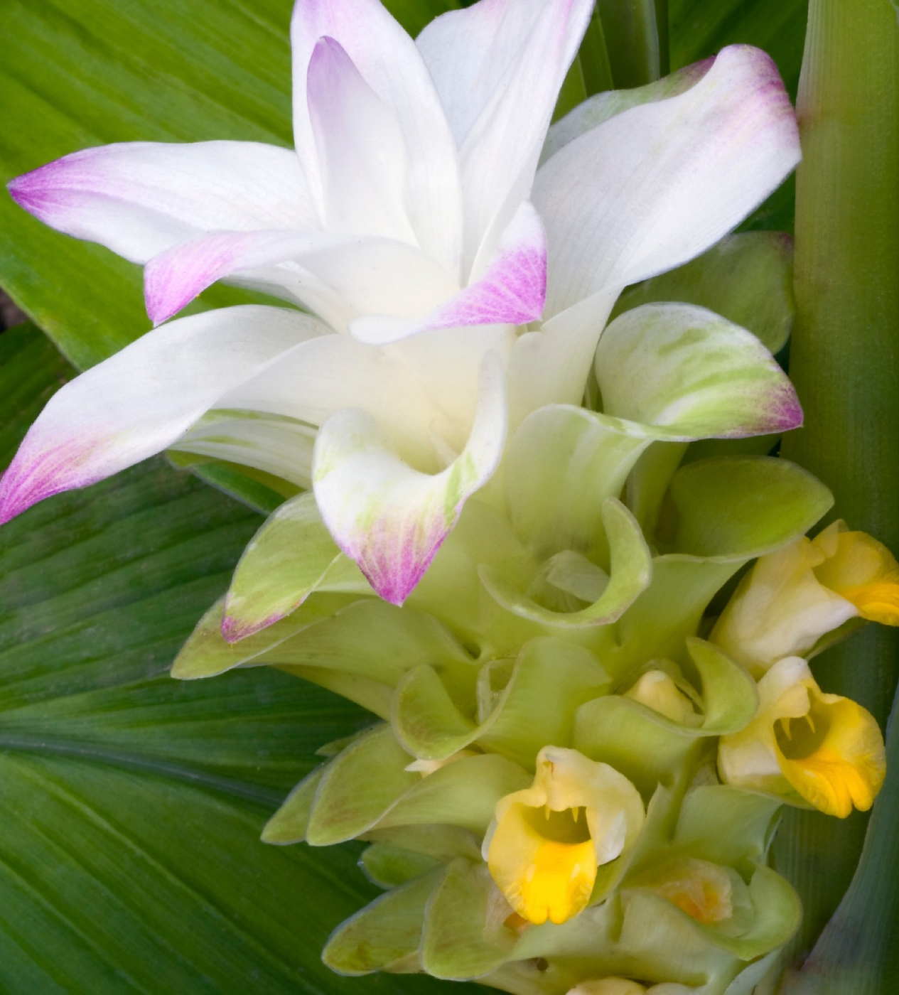 Flor nativa cultivada em Terra Preta