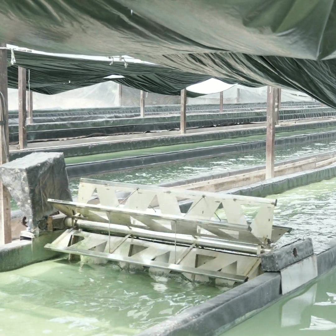 Tanques de cultivo da spirulina da MAD, com a roda que movimenta a água, em Alter do Chão (PA)